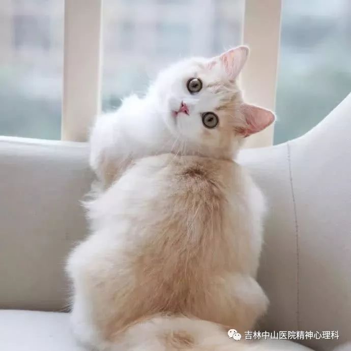 哈尔滨精神心理医院丨“我好像有躁狂症”，你真的了解躁狂症吗？