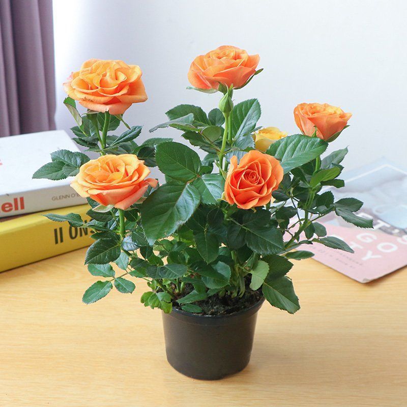 适合女生养的4种花,十大最适合女性养的花