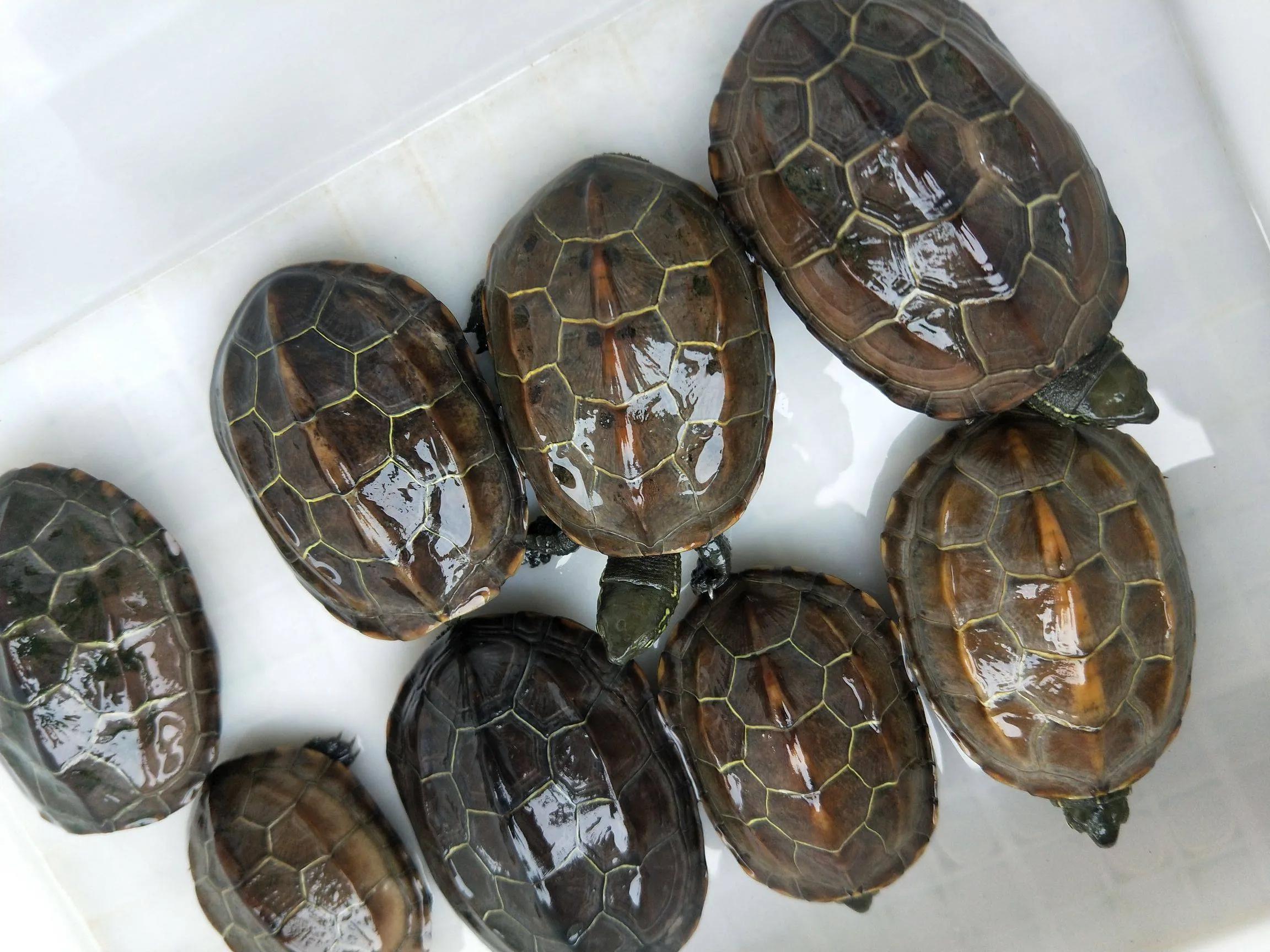 新手养龟推荐品种带价格,新手养龟最好养什么龟30块钱以内