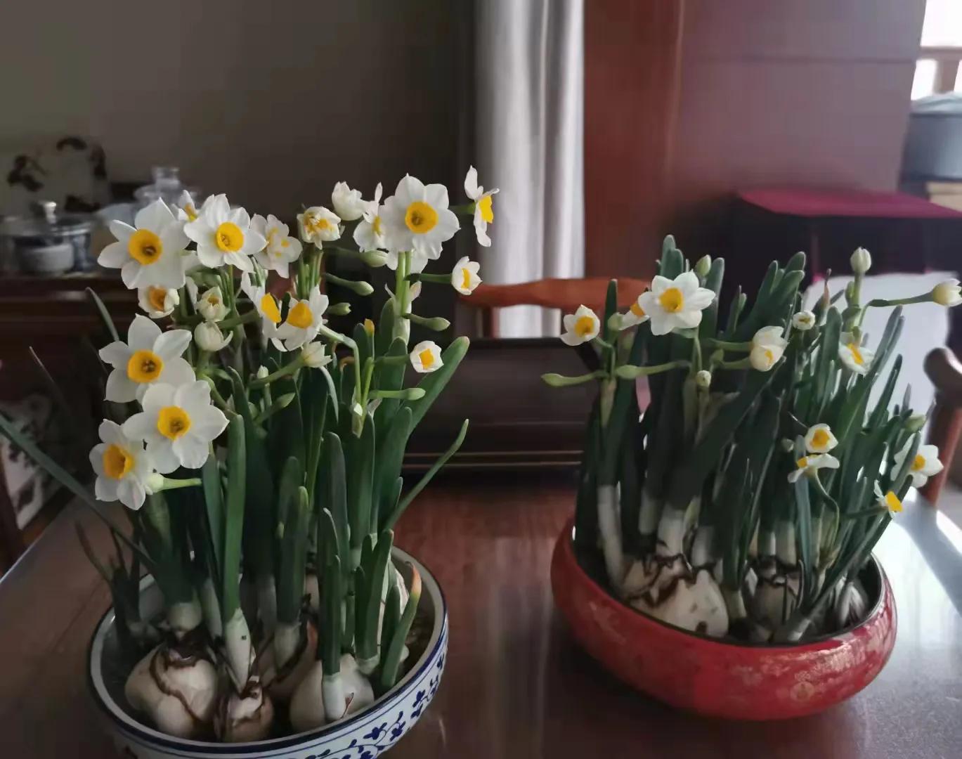 水仙花开迎春节,水仙花开财满福来