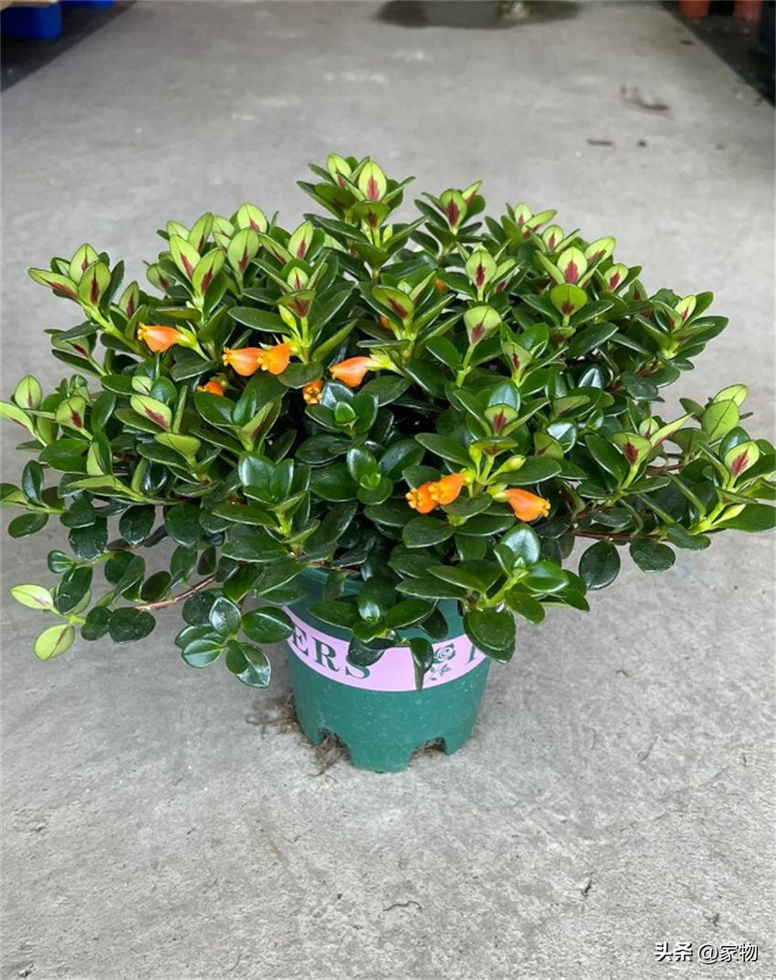 什么树放在客厅最好运,家里客厅禁忌放什么绿植树