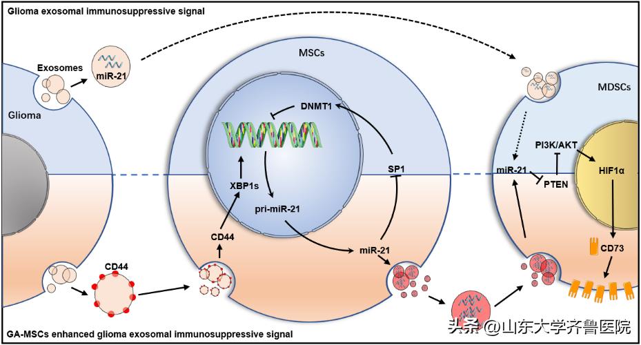 齐鲁医院李刚/薛皓团队发文首次揭示肿瘤间充质干细胞诱导脑胶质瘤免疫耐受新机制