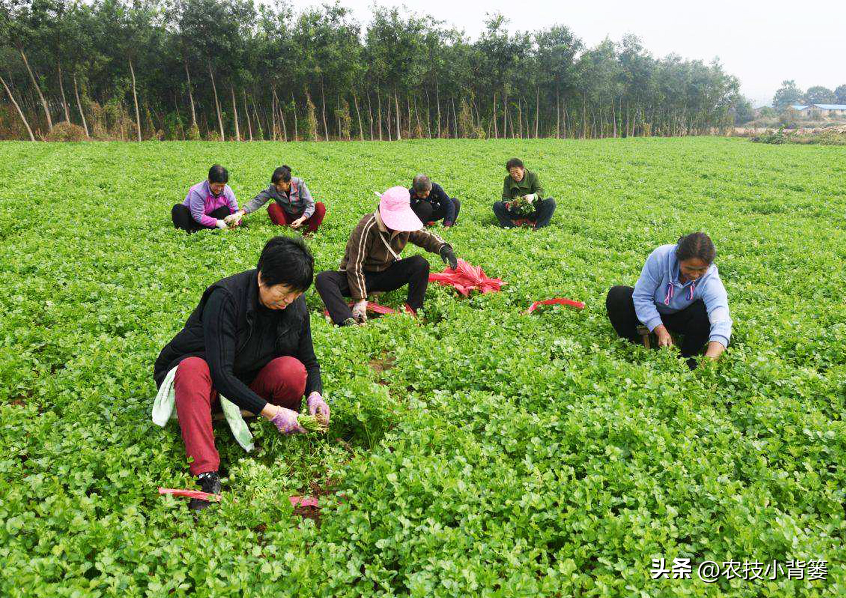 香菜怎样种植出苗快产量高,秋季大棚种植香菜技术