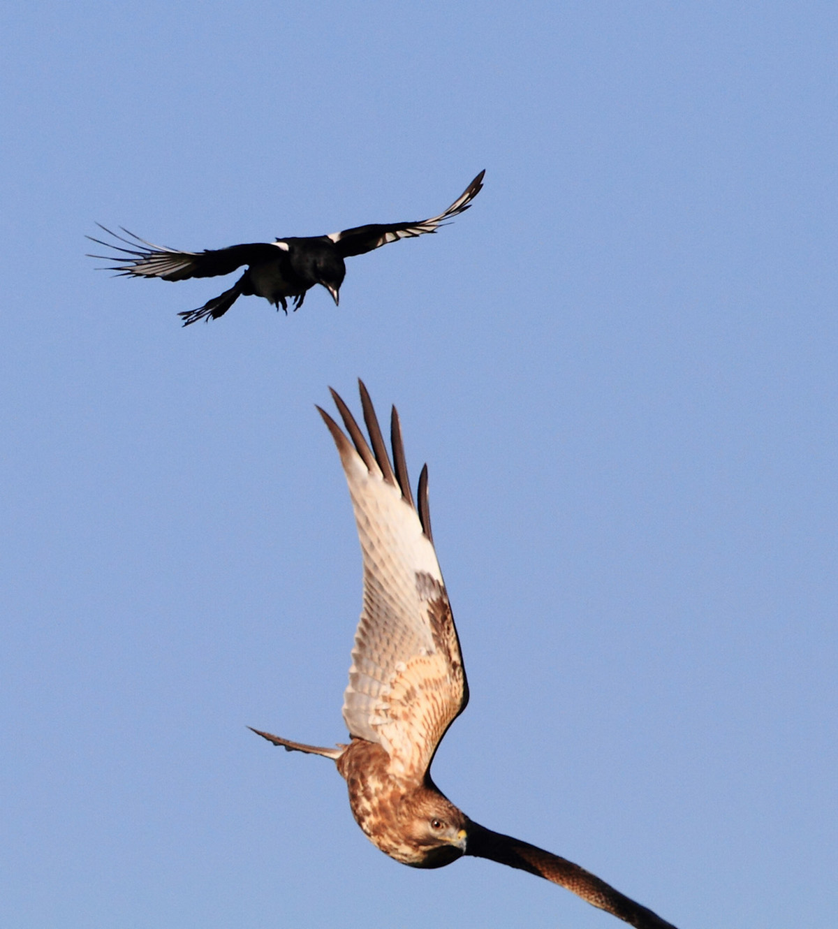 老鹰不吃喜鹊喜鹊为何没泛滥成灾,喜鹊很坏为何被视为吉祥鸟