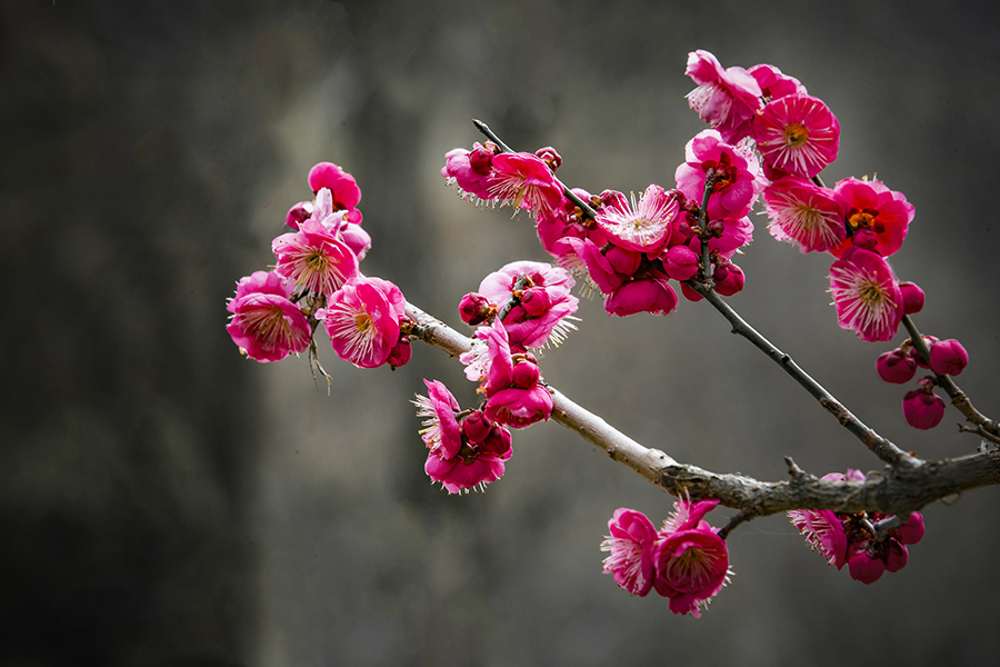 春色满园关不住表达什么之情,满园春色关不住一枝红杏是啥意思