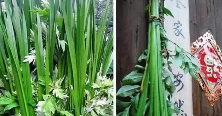 端午节传统节日来历和习俗手抄报,端午节的赛龙舟来历和习俗是什么