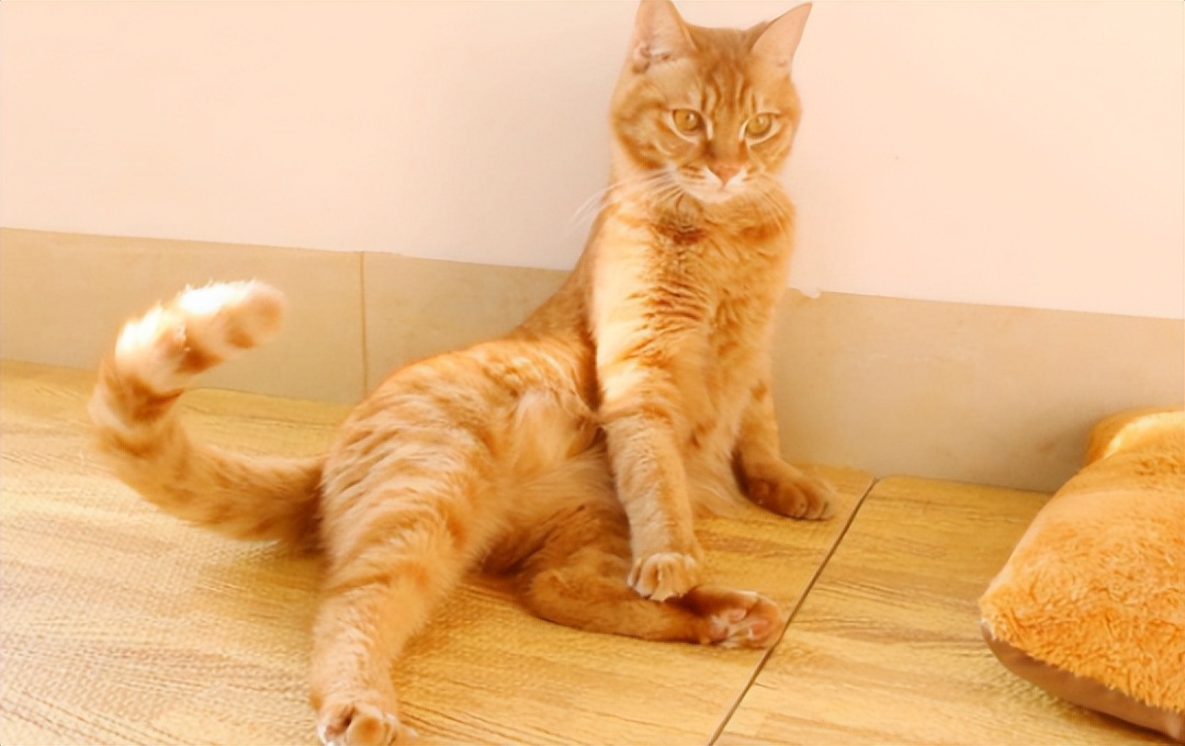 猫主子心思太难猜,猫咪的尾巴到底有多敏感