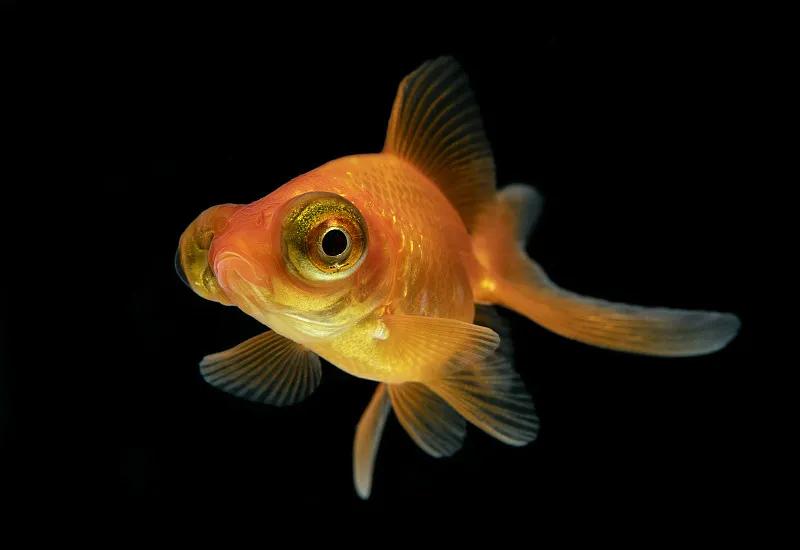 最好养的观赏鱼冷水鱼有哪些中型,冷水鱼有哪些观赏鱼比较好看