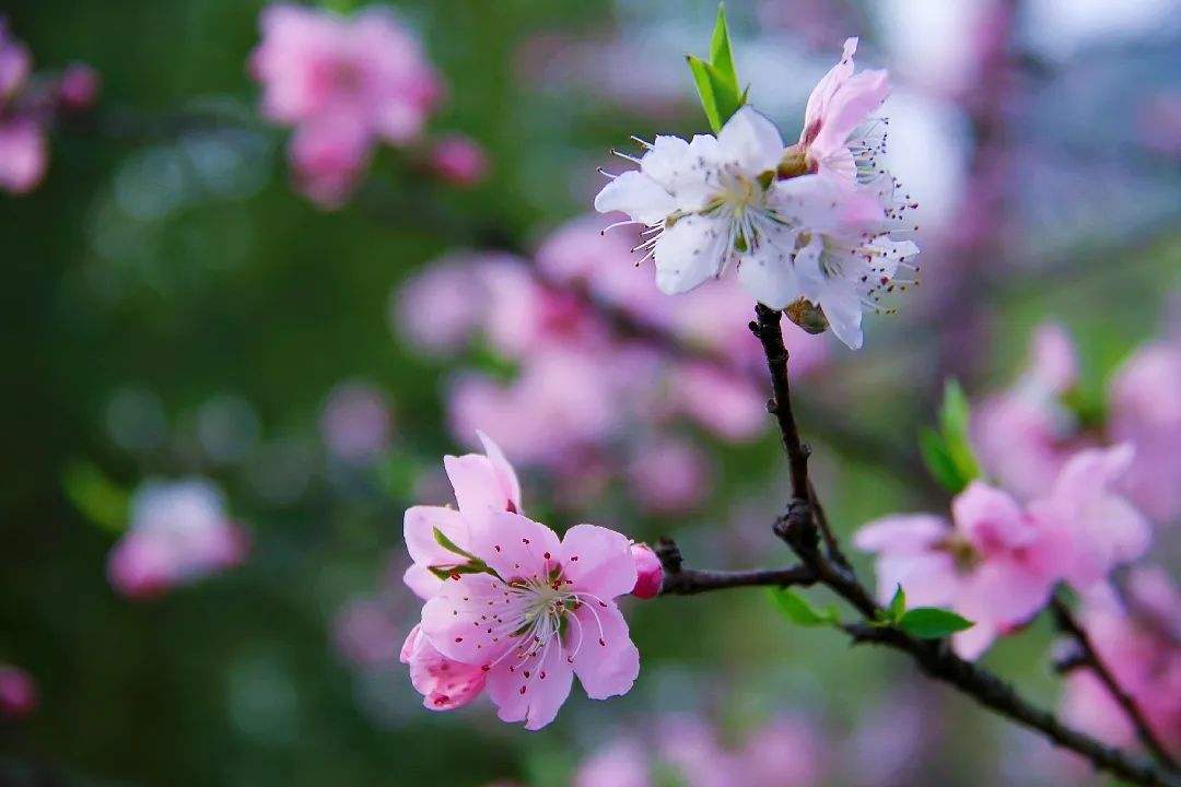 唯美春天的古诗词大全,描述春天的万种风情古诗十首