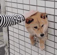 养一只小狗对孩子有什么好处,养只小狗对孩子成长的意义