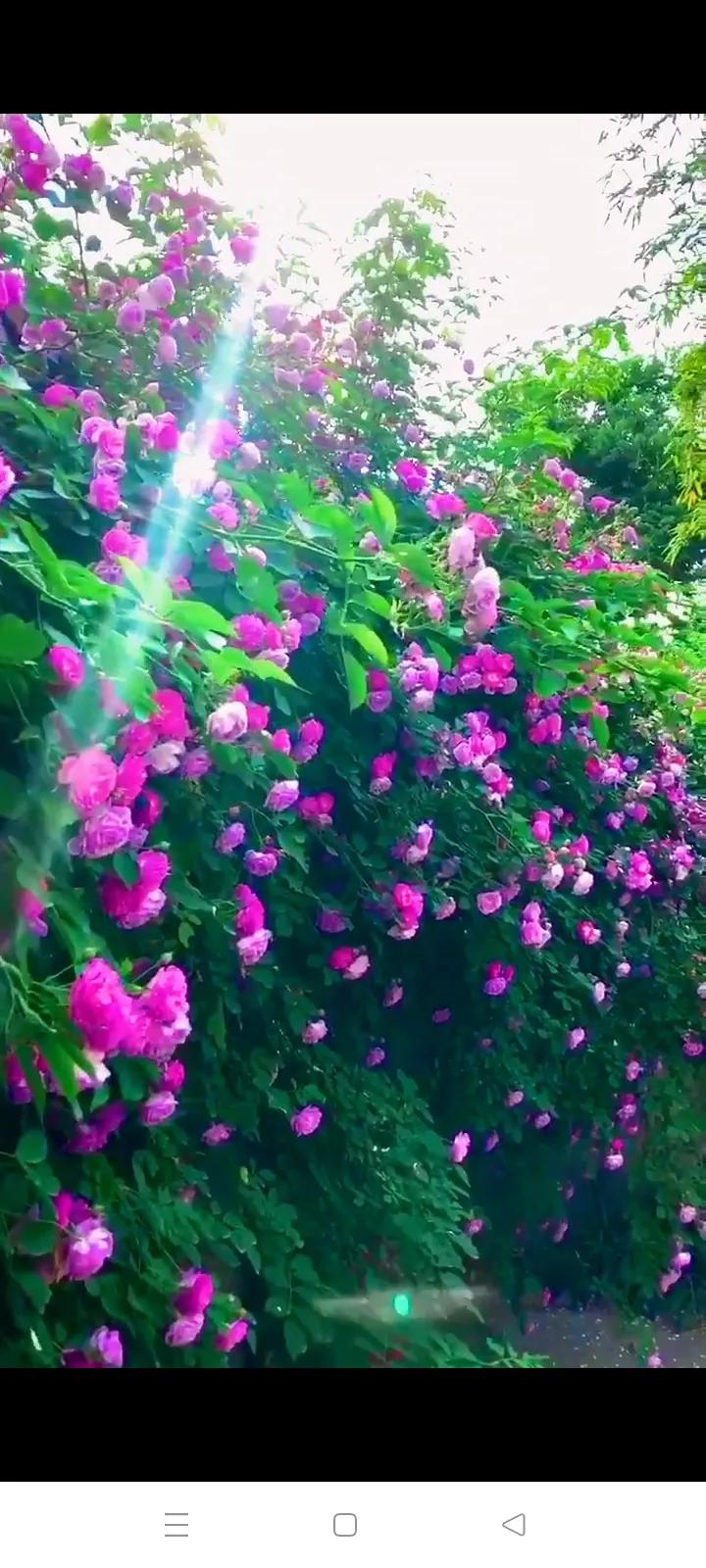 你的生日是哪种颜色的花,你的生日是几月对应什么花