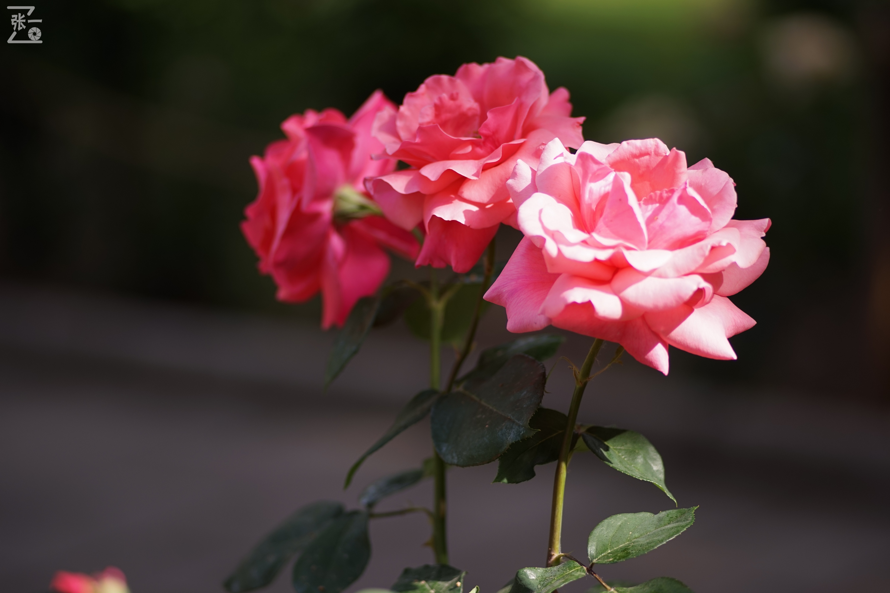 蔡司sonnar50毫米,蔡司sonnar镜头生产年份