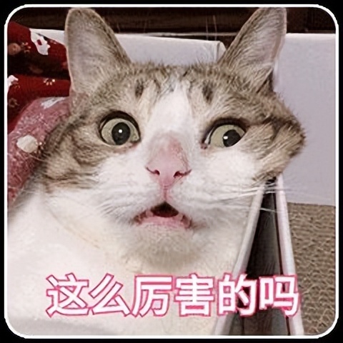 口碑最好的十大猫主食罐,最好的主食猫罐测评