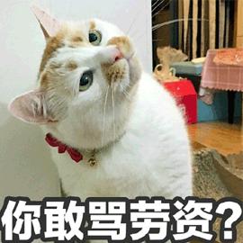 养了就想扔掉的狗,养的猫想扔了