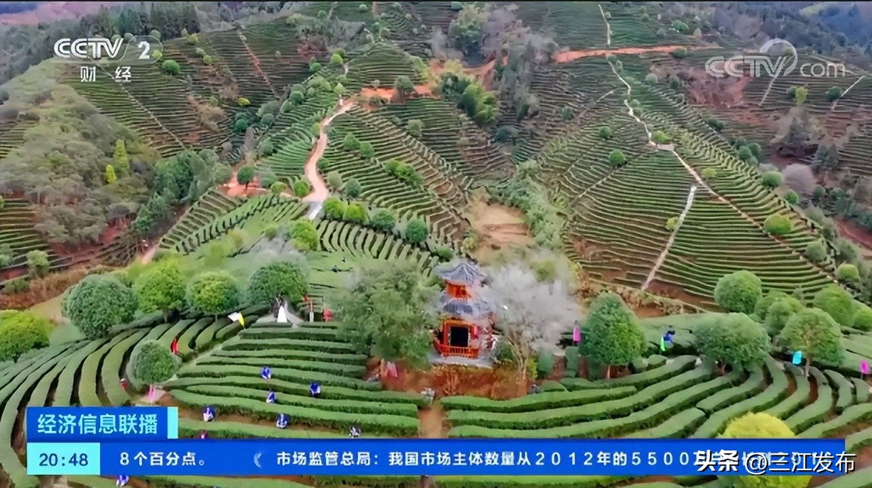 三江县早春茶央视宣传,三江早春第一茶