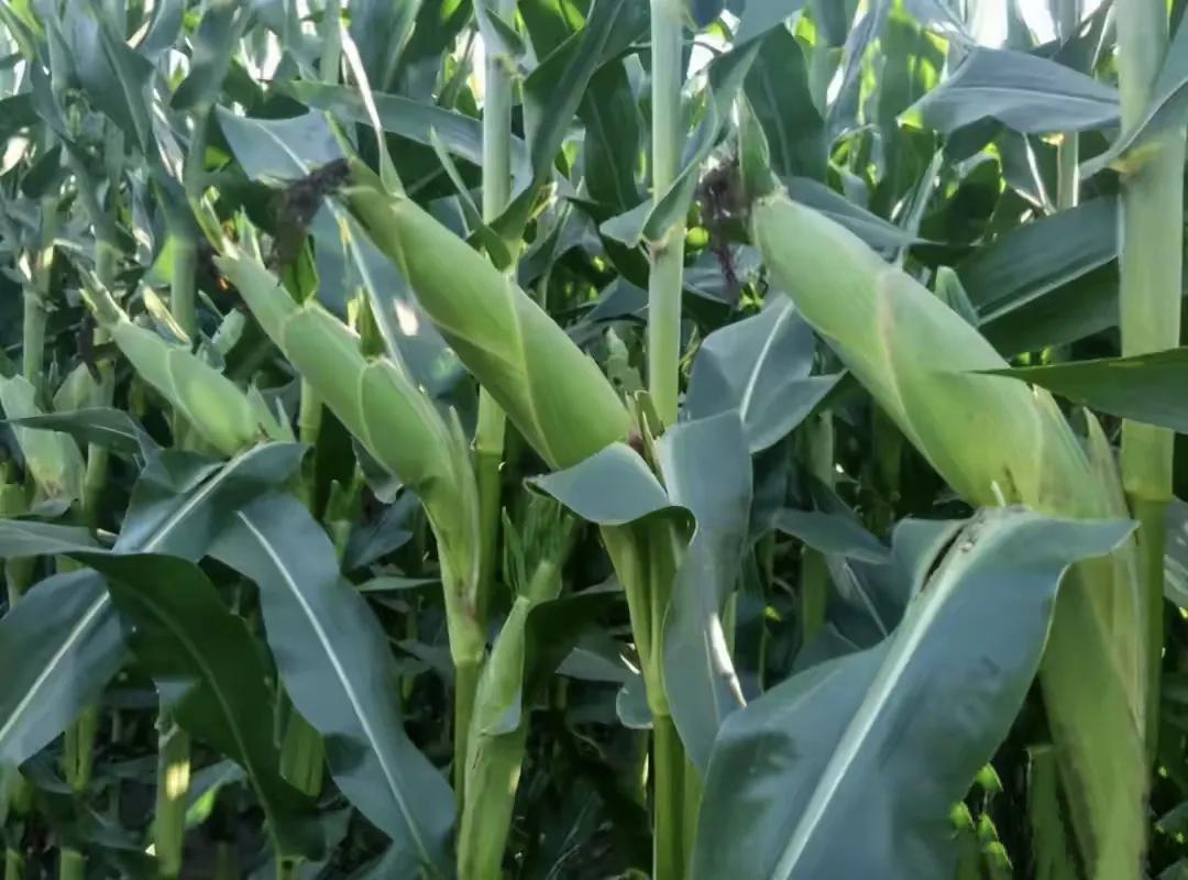 泰棒111玉米种多少钱一袋,泰棒111玉米品种审定公告