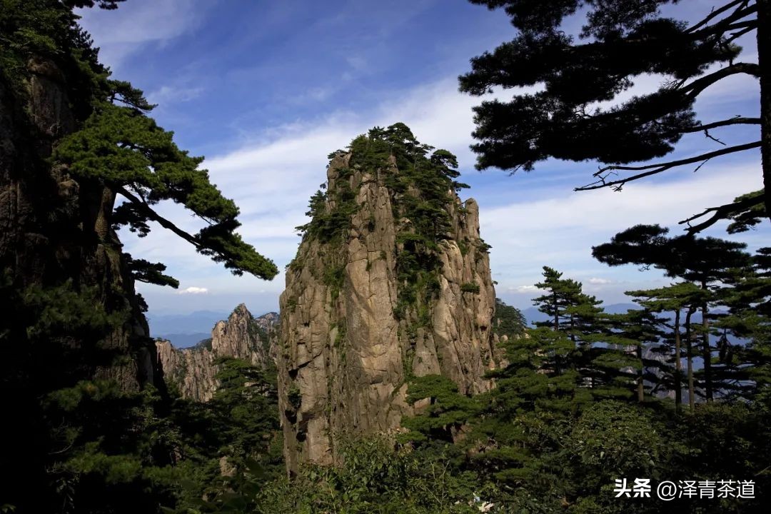 “自古名寺出名茶”，什么样的茶才能称为禅茶呢？