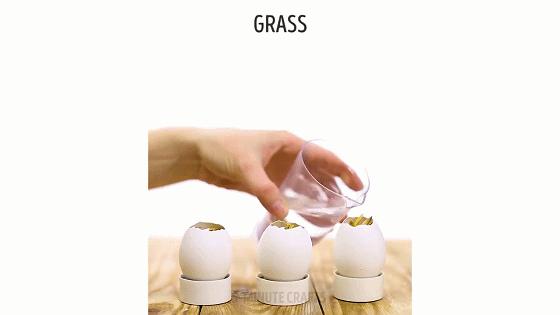 家庭阳台各种各样蔬菜种植视频,阳台种蔬菜需要加微生物有机肥吗