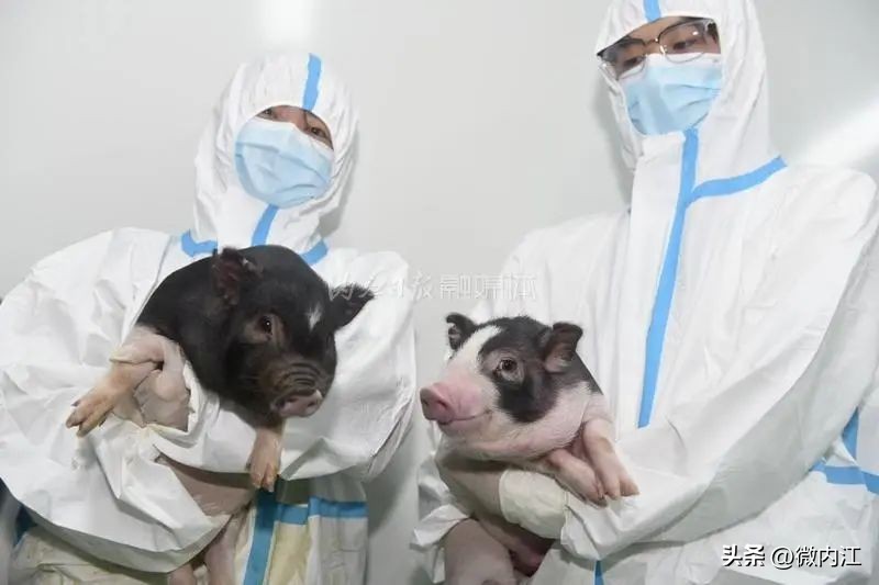 首例人体移植猪器官,中国首例猪器官移植人体实验