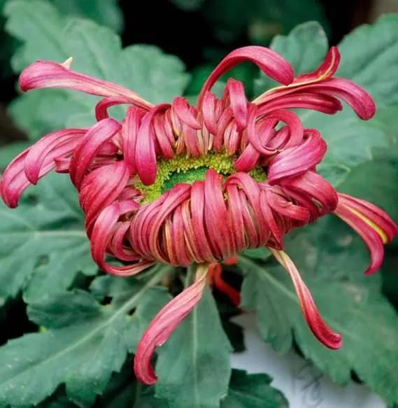 清雅花卉园艺景观,意境清雅的花草