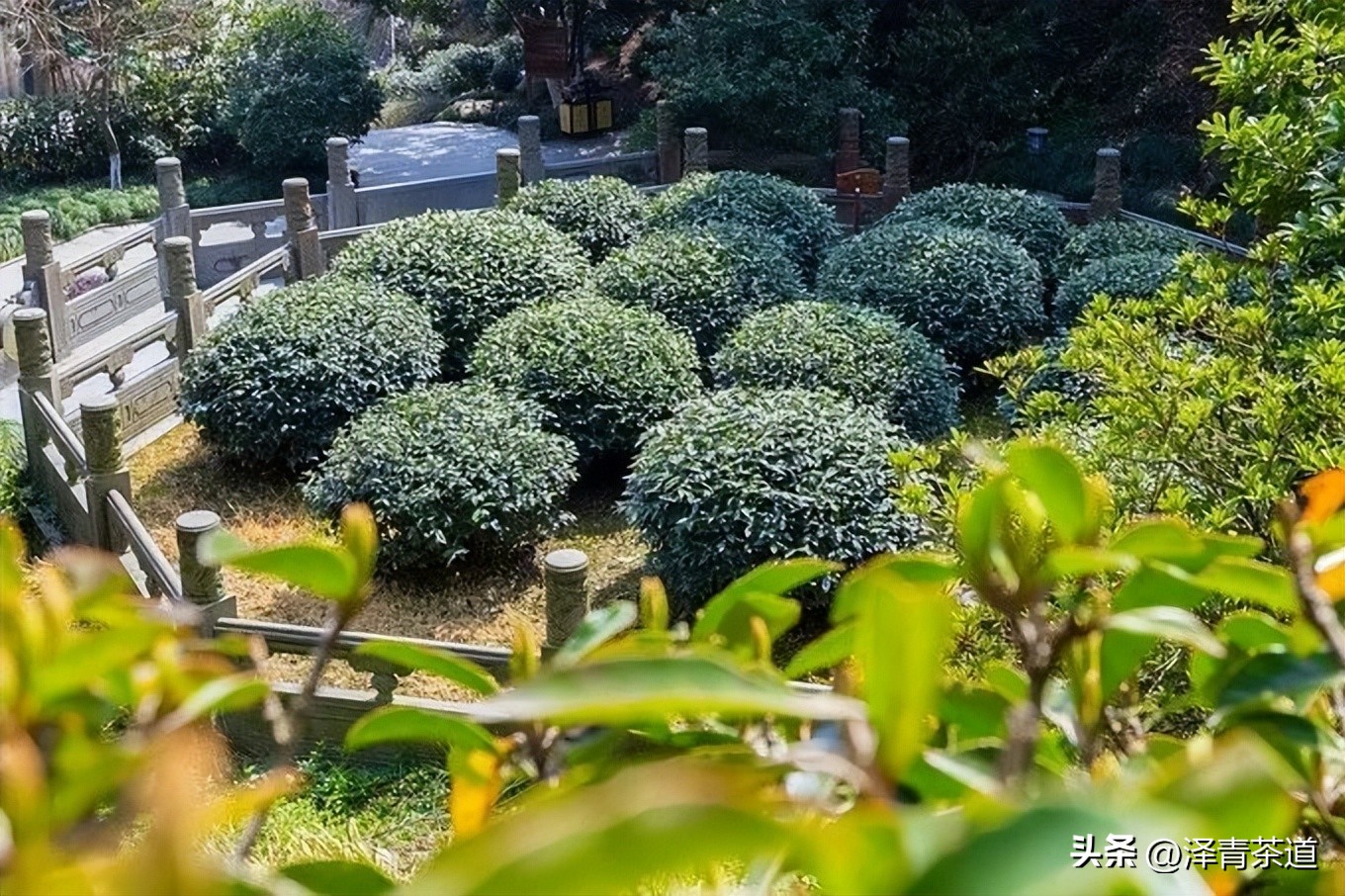 十大名茶是指哪十大,中国十大名茶最新排行建议收藏