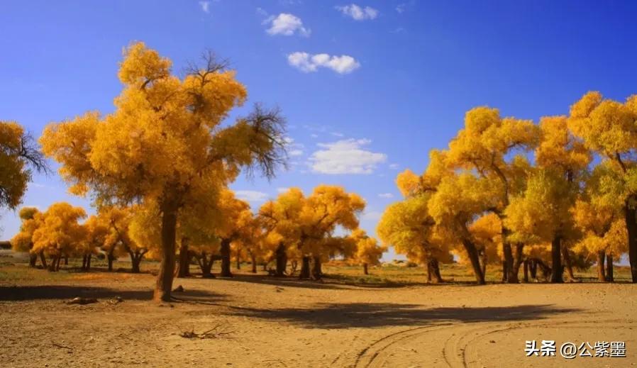 塞外凌寒日月长，大漠飞沙育胡杨，沙漠里不屈的灵魂---胡杨