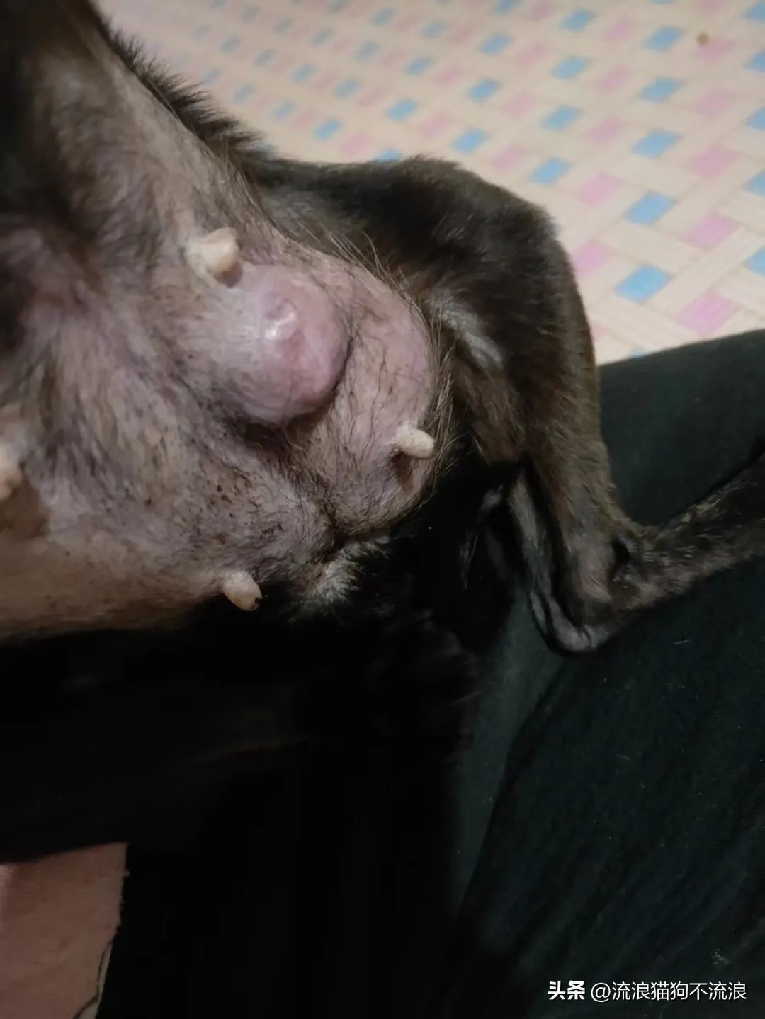 老狗疾病缠身口眼歪斜，最需要陪伴的时候，却遭主人无情抛弃