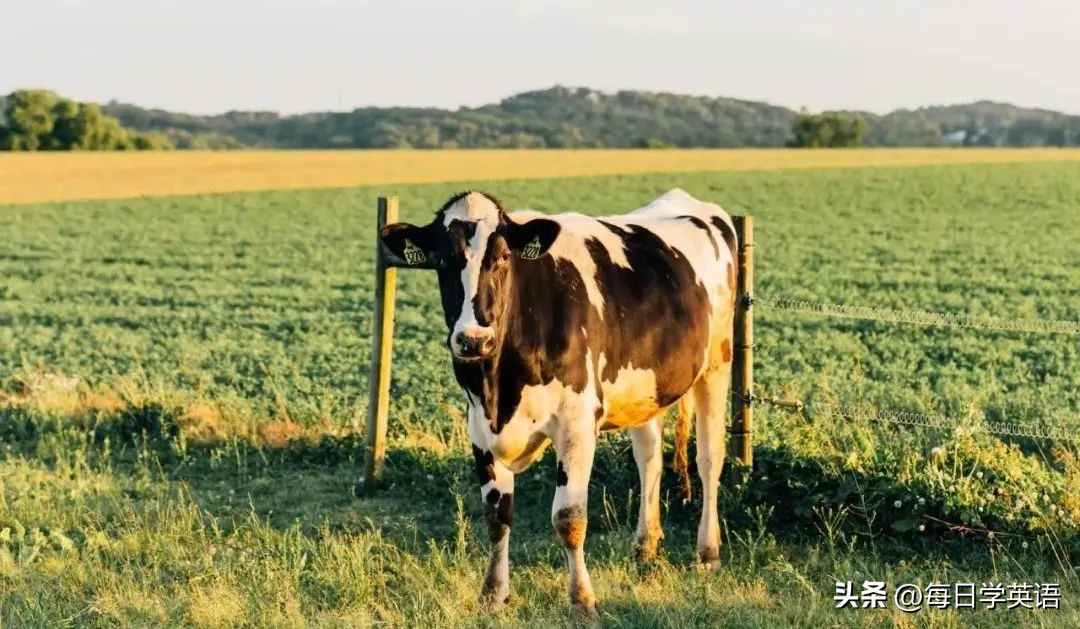 husband是啥意思啊,husband到底啥意思啊
