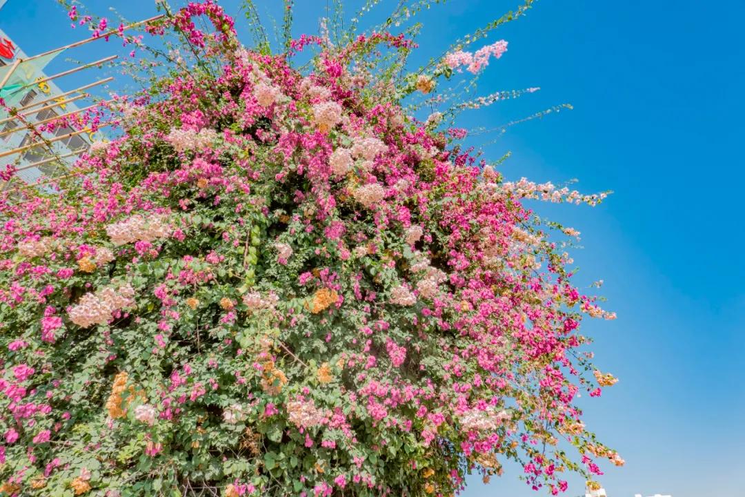 适合2月出行的12个旅行地，不负冬日的白雪和暖阳，准备好了吗？