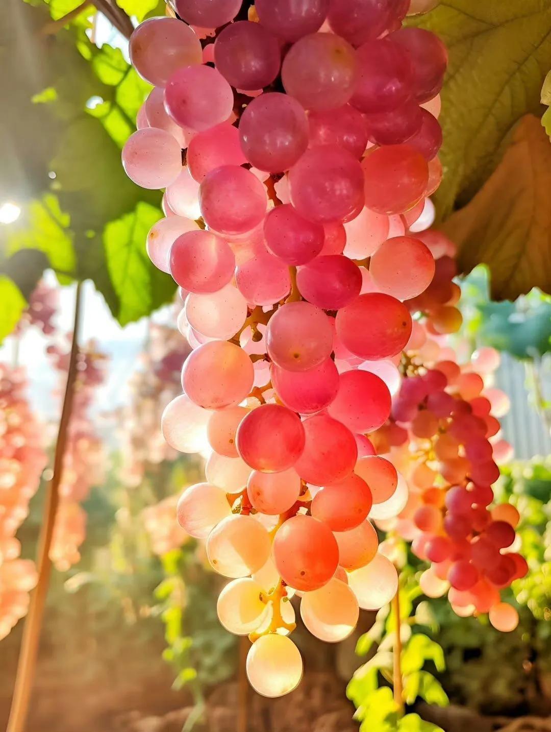 串串原创头像,串串logo头像图片