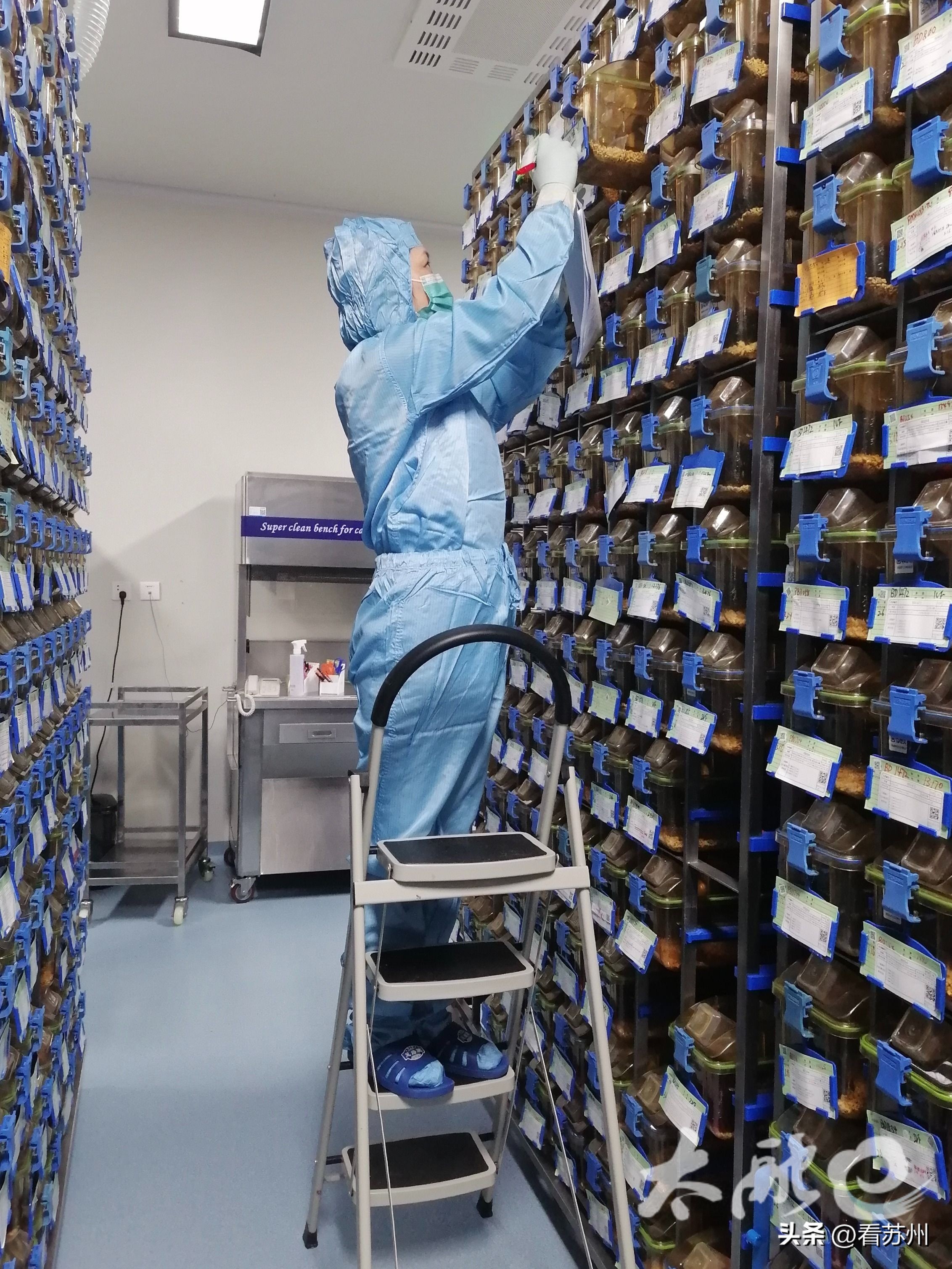 苏州一企业“高端定制实验幼鼠”畅销海内外