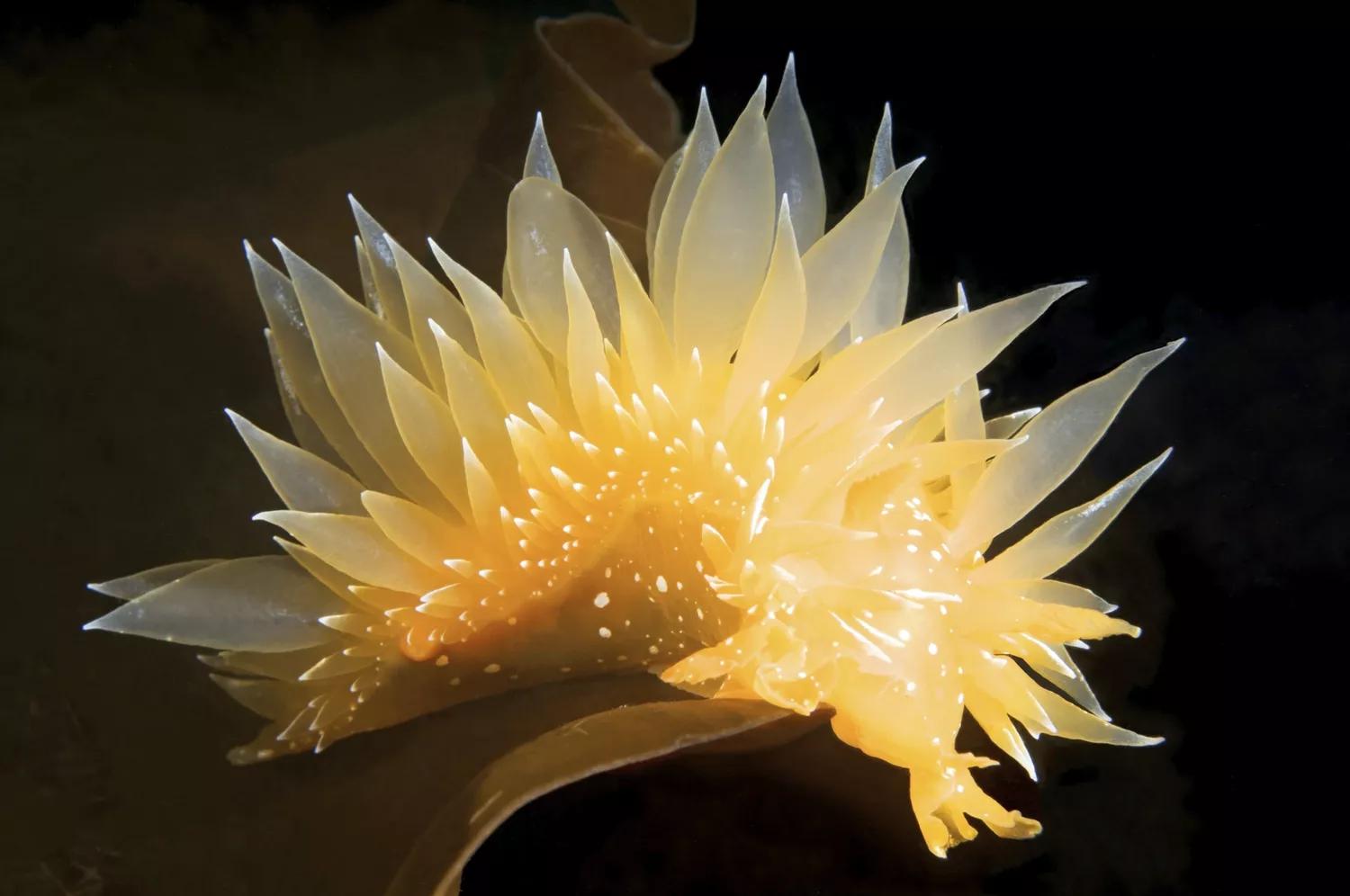 腹足纲动物都有哪些,常见的腹足类软体动物