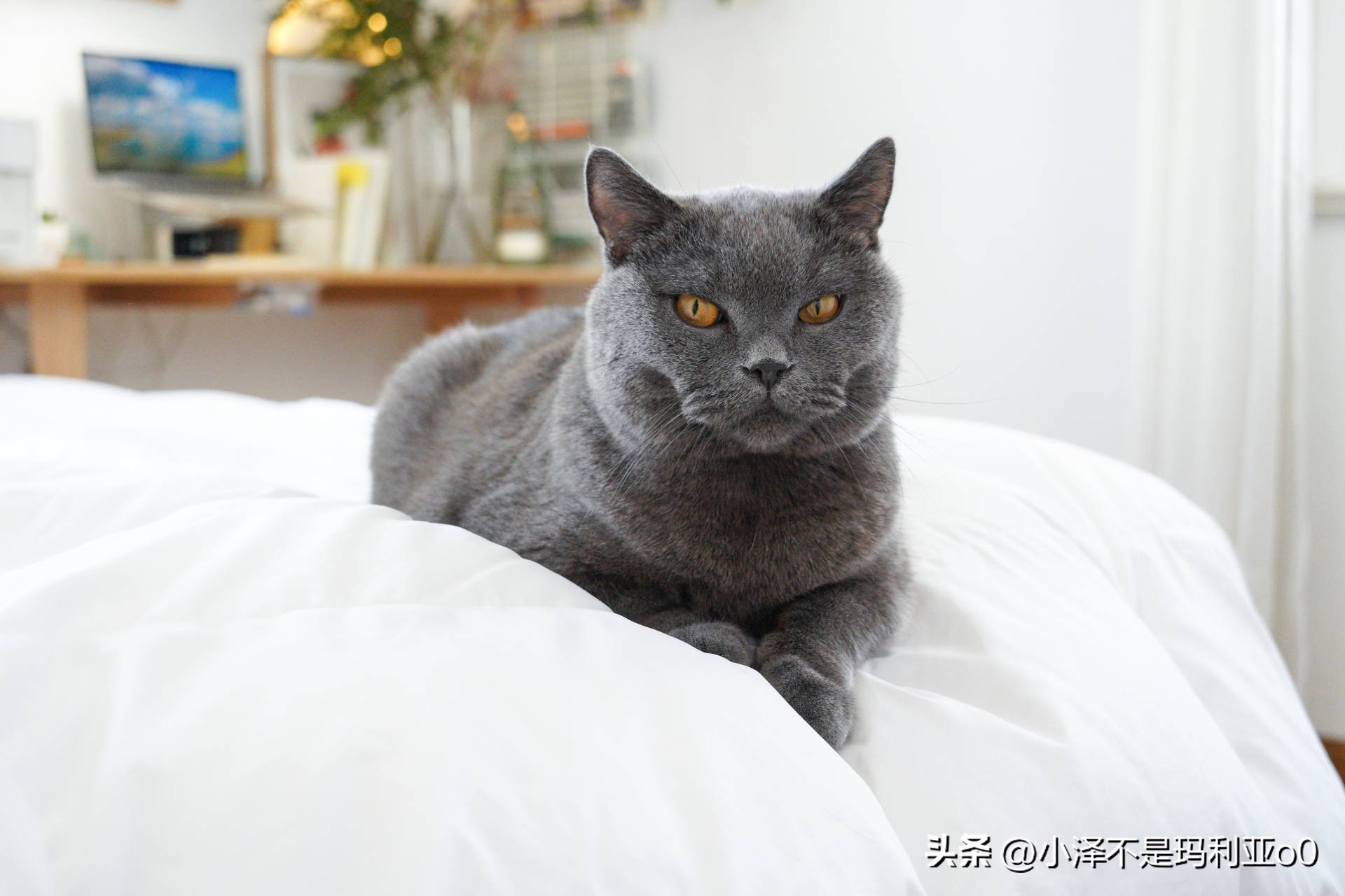 羽绒被品质好还是鹅绒被品质好,如何挑选性价比高的羽绒被