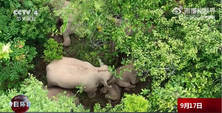 近距离接触大象了解大象,爱大象的原因