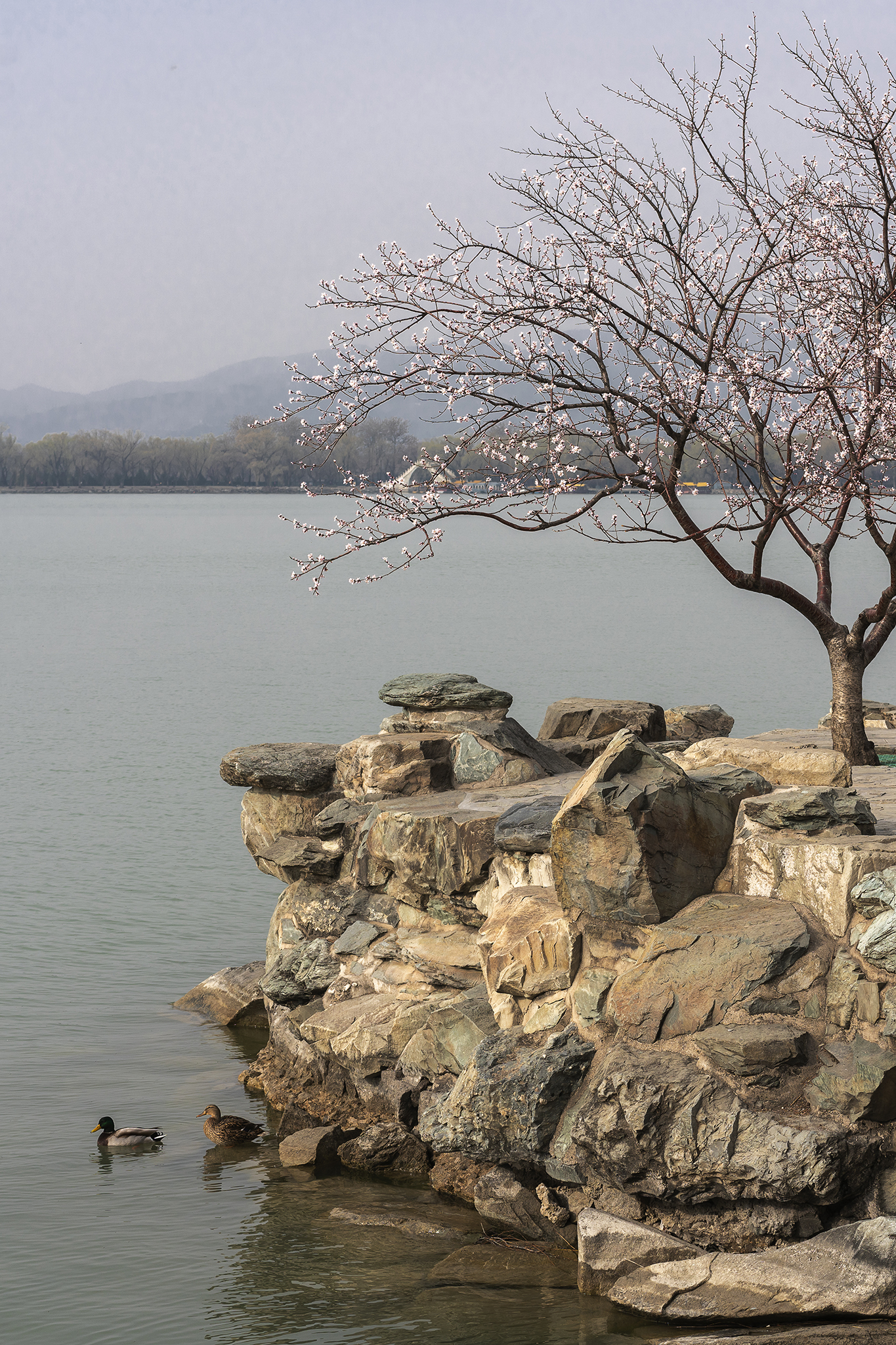 走颐和清漪，赏皇家园林之十一：昆明湖东堤（修订版）