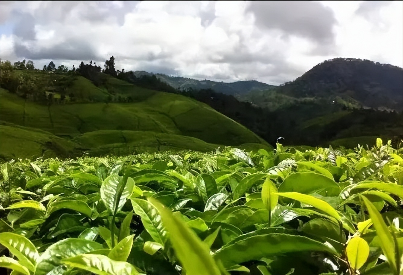 非洲茶叶的逆袭：肯尼亚是如何成为世界第三大产茶国的？