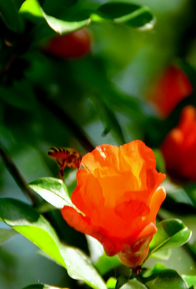 「诗词鉴赏」一撮生红熨不开，古诗词里的榴花，榴花红红映夏日
