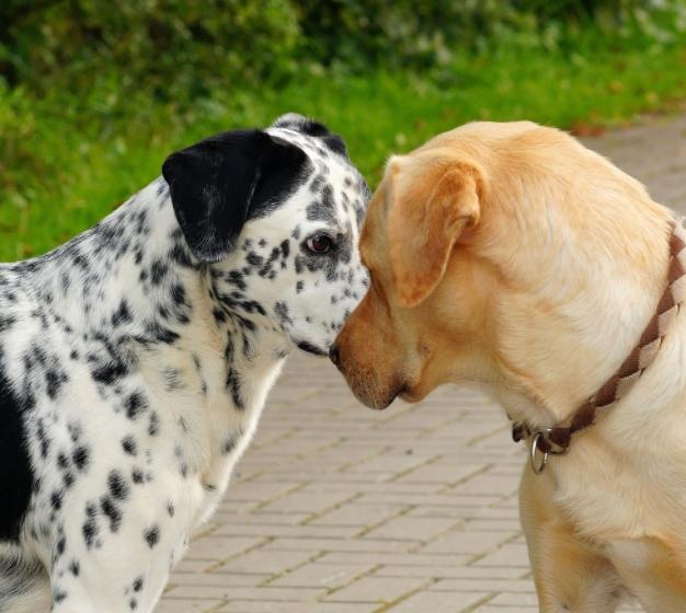 狗狗交配需要多长时间？可以将它们分开吗？