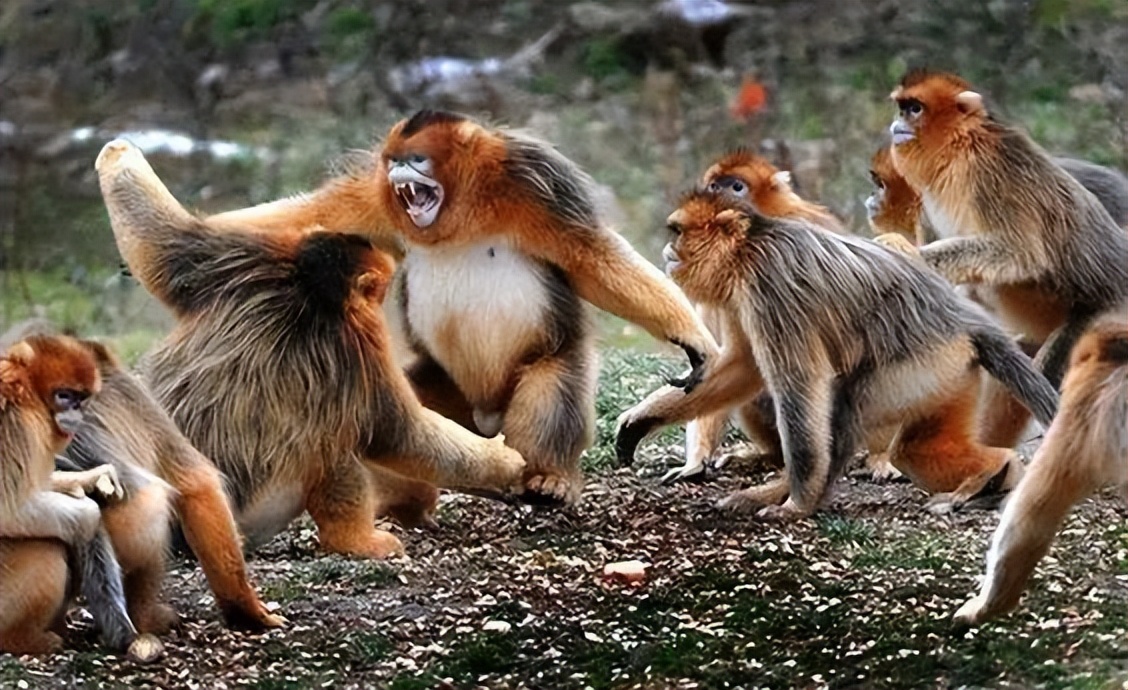 金猴传奇天命战域,金猴传奇烈火之力