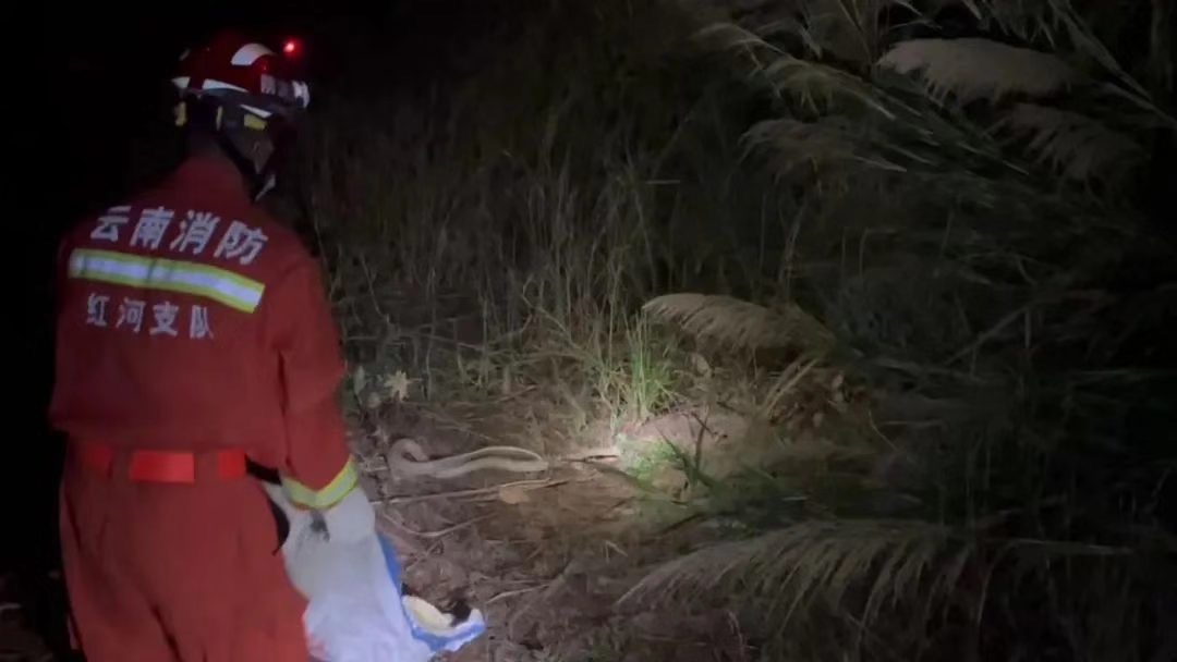 家里进蛇怎么办蛇怕什么,家里连续进了5次蛇