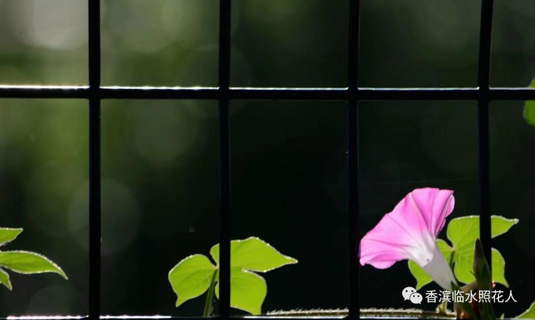 思维导图作文四年级怎么画,画习作思维导图1至8单元的