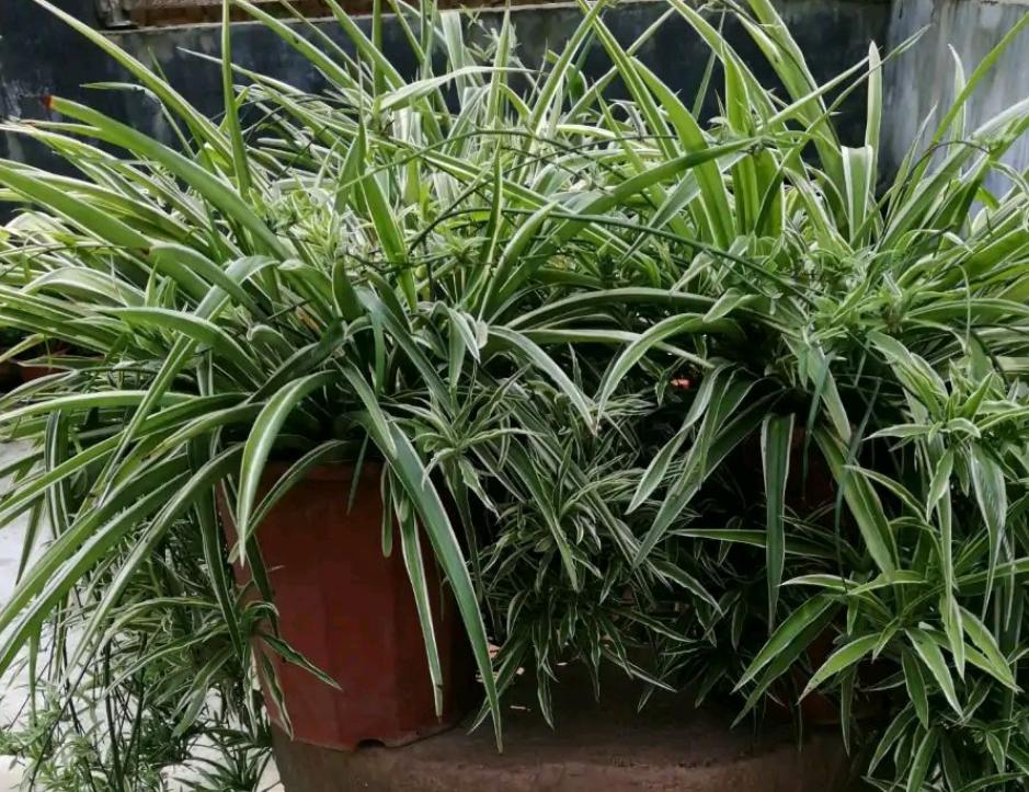 金边吊兰怎么养才能整齐爆盆,怎么把金边吊兰养得又矮又壮