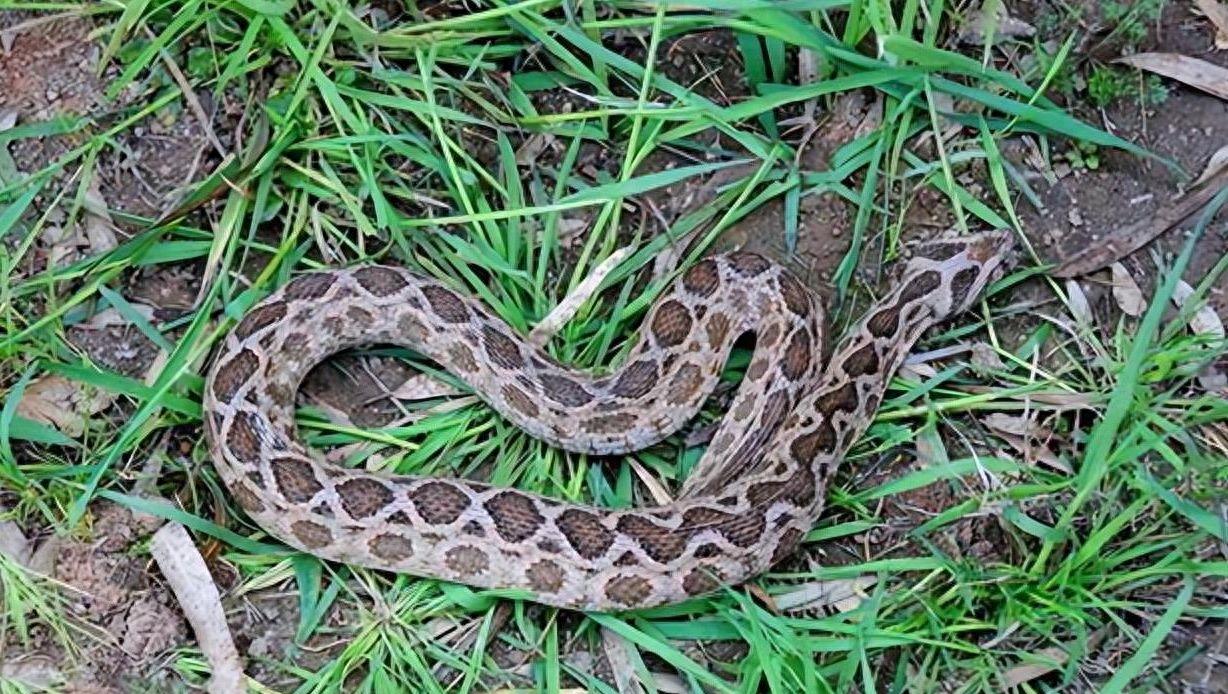 蝰蛇咬伤,被蝰蛇咬伤后的处理方法