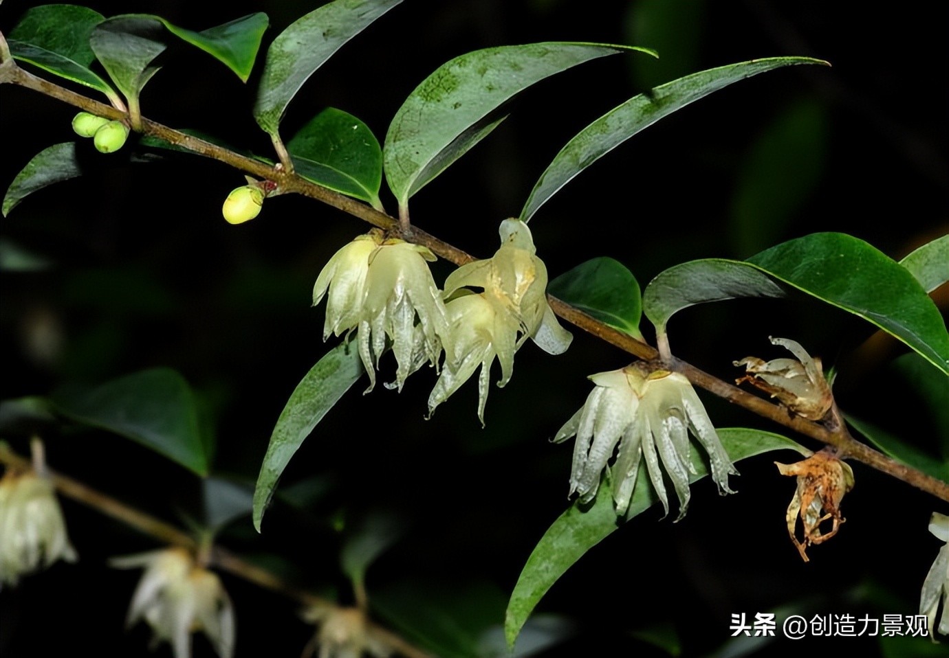 冬天里的腊梅最美最漂亮,腊梅最美的季节