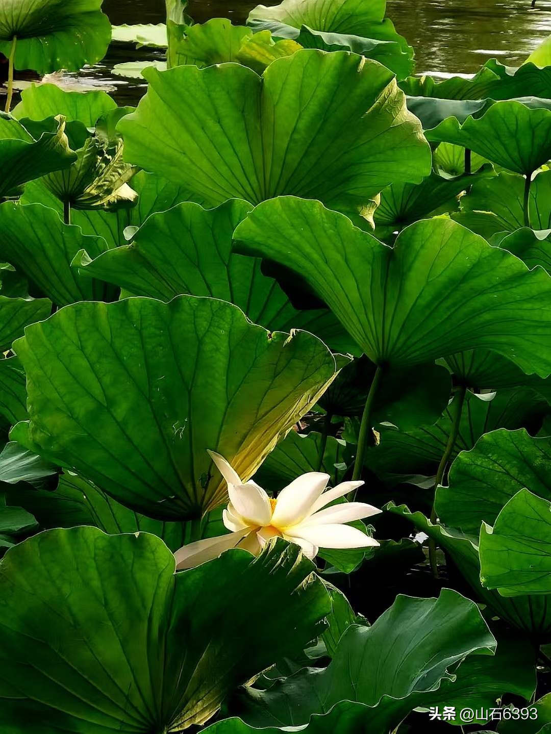 「战友美拍」“荷颂”系列17:陶俊峰的《荷叶之美》