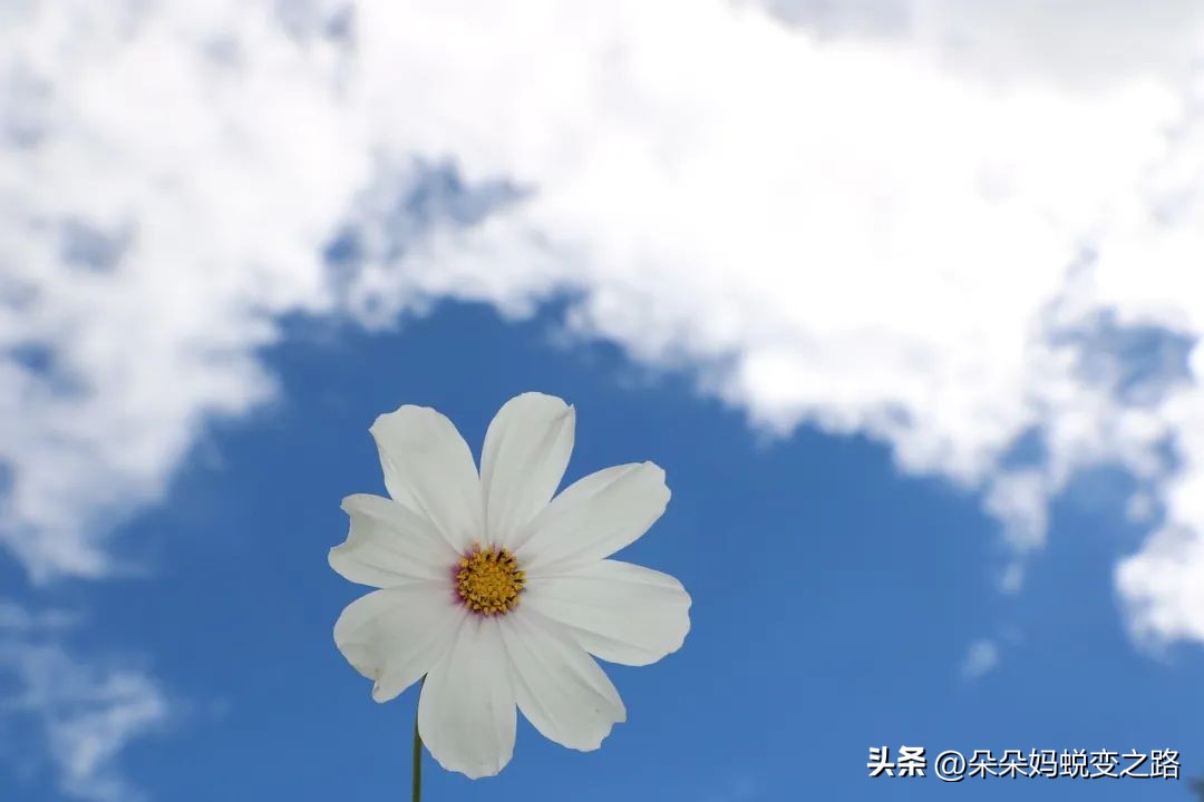 不确定性成功,不确定性风险