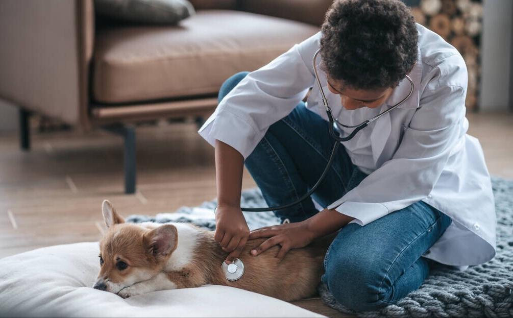养柯基幼年需要注意的一些事项,养三个月幼崽柯基新手要注意什么