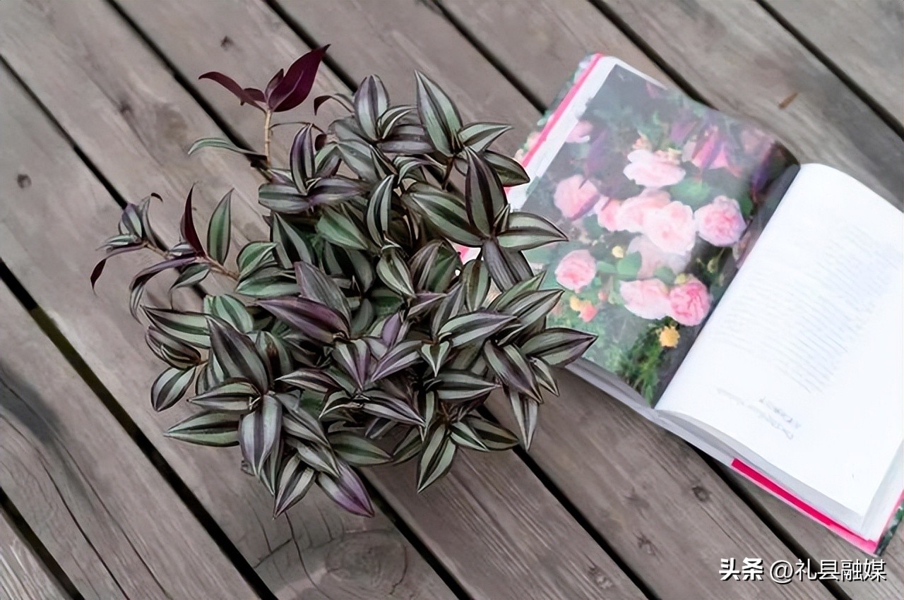 吊兰的品种与名称图片欣赏及介绍,吊兰有几种品种图片及名称介绍