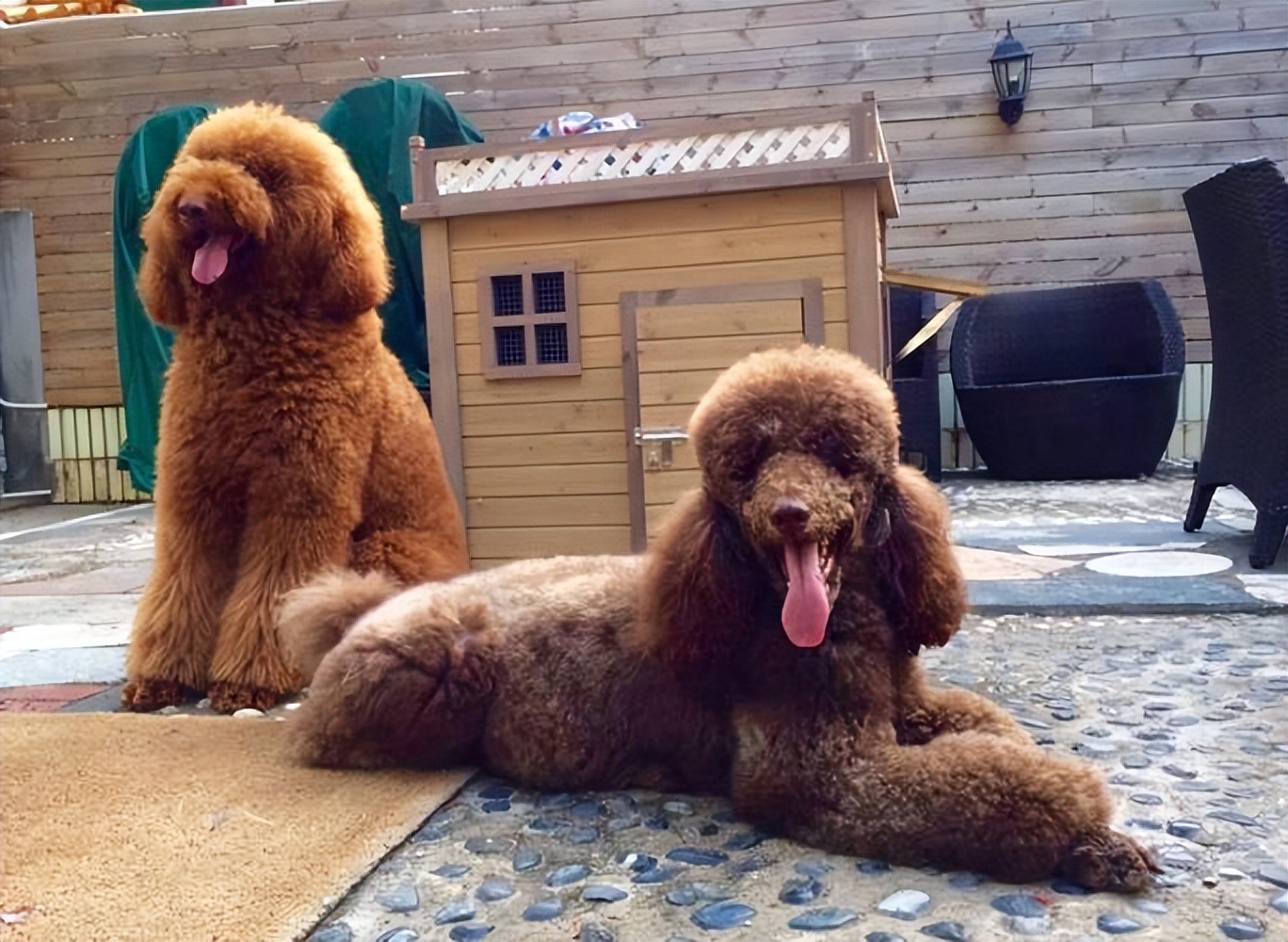 为什么巨型贵宾犬好养,贵宾为什么那么粘人