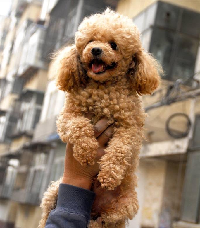 饲养泰迪的基本常识,饲养泰迪的基础知识